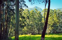 4 nights-Budget Tour- Cochin/Munnar/Thekkady/Houseboat / Cochin