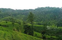 4 nights-Budget Tour- Cochin/Munnar/Thekkady/Houseboat / Cochin