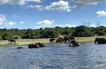 3 Hours Chobe River Boat Cruise