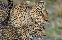 Leopard Safari in 4x4 Vehicle in Jhalana Park Including Transfers