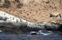 Penguins Watching Navigation Cachagua Island&Lunch From VALPARAIS