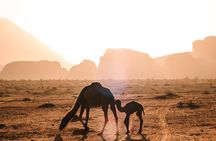 Petra and Wadi Rum Day Excursion with Hotel Collection