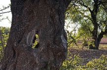 Arganforest, Saadien Sugar fabric & Argan production