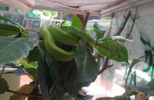 Rain Forest Monteverde,Hanging Bridges, Sloths,Birds Watching 