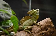 Rain Forest Monteverde,Hanging Bridges, Sloths,Birds Watching 
