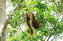 Two days orangutans adventure in Gunung Leuser 