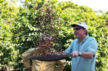 São Paulo Coffee Tour: Farm, Culture & Lunch Included – 6h