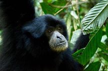 Two days orangutans adventure in Gunung Leuser 