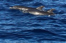 Discovery of dolphins on the Caribbean coast