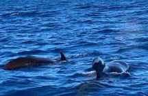 Discovery of dolphins on the Caribbean coast