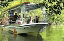 Cairns Reef/Rainforest : Daintree Rainforest & Great Barrier Reef