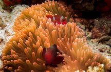 Discover Scuba Diving in Pemuteran - Diving Initiation in Bali (Menjangan Park)