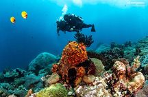 Discover Scuba Diving in Pemuteran - Diving Initiation in Bali (Menjangan Park)