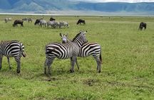 6 Days Mara River Crossing - The Great Migration