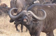 6 Days Mara River Crossing - The Great Migration