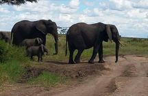 6 Days Mara River Crossing - The Great Migration