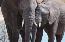 6 Days Mara River Crossing - The Great Migration