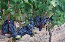 Wine Tour to Stellenbosch & Franschhoek with Tastings & Lunch