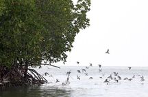 Tung Yee Peng Mangrove Forest Tour By Longtail Boat From Koh Lanta