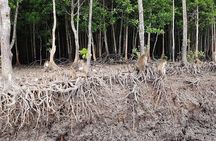 Tung Yee Peng Mangrove Forest Tour By Longtail Boat From Koh Lanta