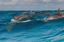 Private Dolphin Tour and Snorkeling at Mnemba Island reef