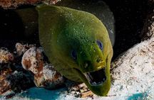 Cozumel diving