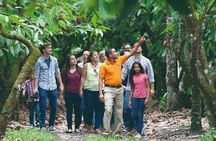 Cacao trail and making of chocolate tour from Santo Domingo