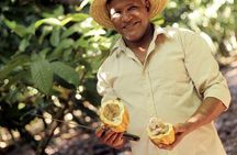 Cacao trail and making of chocolate tour from Santo Domingo