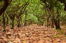 Cacao trail and making of chocolate tour from Santo Domingo