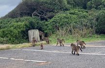 Cape Town Scenic Experience in 2 Days