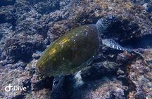 Fundive Catalina Islands (2 dives only for certified divers)