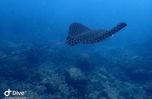 Snorkeling at Catalina Islands