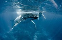 Whale Watching Bora Bora