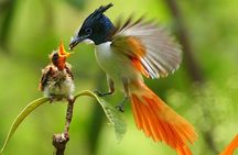 Bird Watching Tour Sri Lanka - 10 Days
