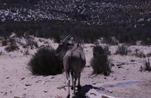 Aquila Game Drive and Safari