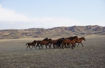 Private tour from Almaty Charyn canyon on Comfortable SUV