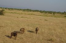 3 Days Murchison falls park Uganda 