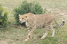 7 Days in Masai Mara- Lake Nakuru- Lake Naivasha- Amboseli National Park