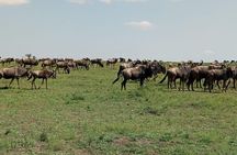 7 Days 6 Nights Aberdares / Lake Nakuru / Masai Mara / Lake Naivasha / Amboseli