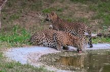 Leopard Safari in 4x4 Vehicle in Jhalana Park Including Transfers
