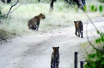 Leopard Safari in 4x4 Vehicle in Jhalana Park Including Transfers
