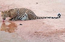 Leopard Safari in 4x4 Vehicle in Jhalana Park Including Transfers
