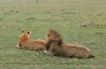 6 Days in Masai Mara- lake Nakuru- Amboseli National Park