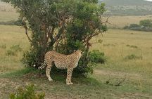 7 Days in Masai Mara- Lake Nakuru- Lake Naivasha- Amboseli National Park