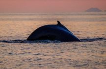 Small-group Whale Watching in the Midnight Sun from Reykjavík
