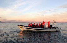 Small-group Whale Watching in the Midnight Sun from Reykjavík