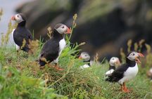 Premium Small-Group Puffin & Bird Watching tour from Reykjavík