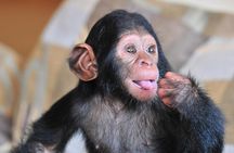 1 day Fishing and Chimpanzee Island tour