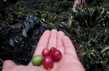 Coffee tour Medellin