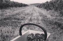 Champagne Lamiable: Stroll and taste in the Grand Cru Champagne vineyard